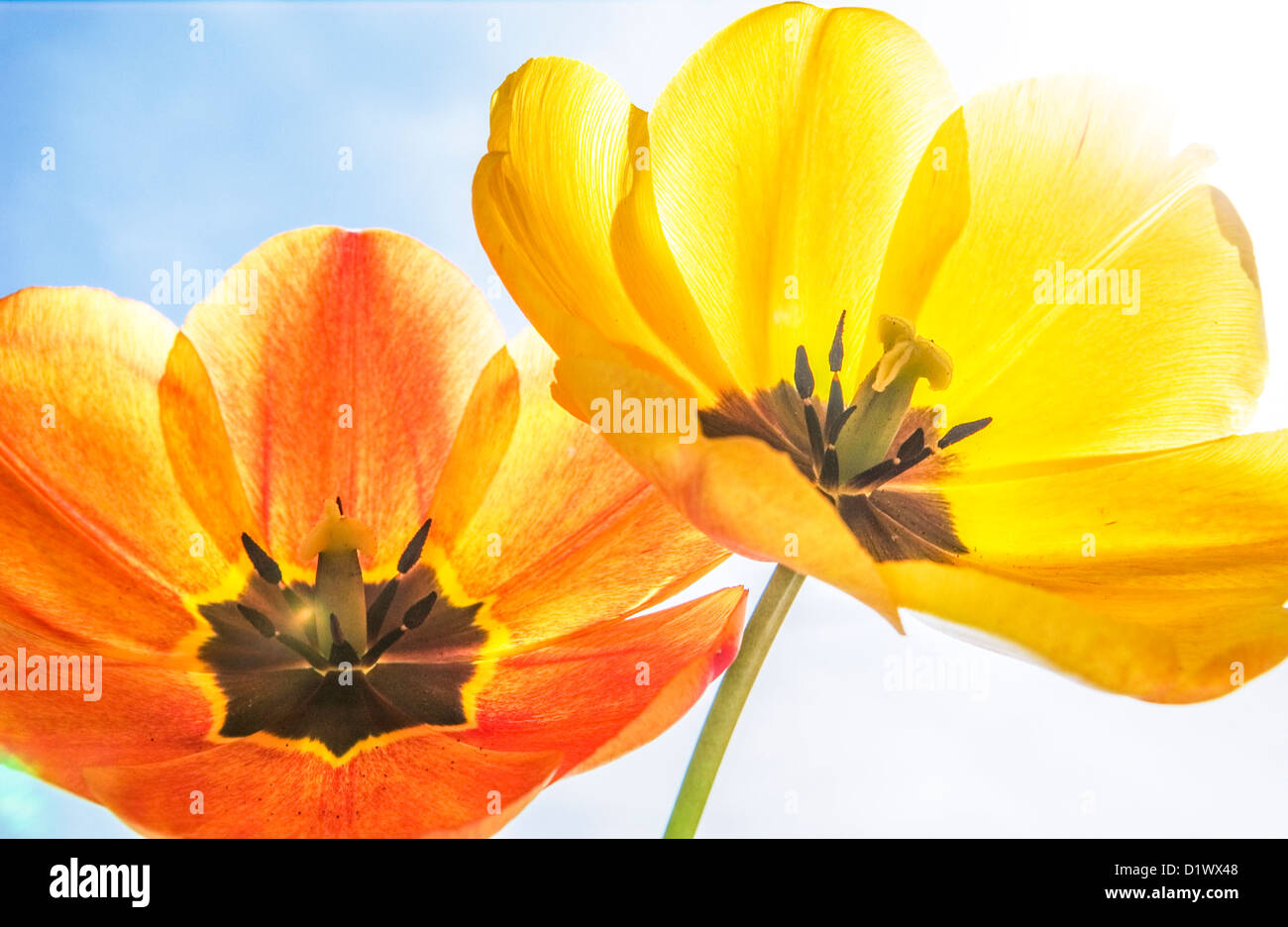 Nahaufnahme der beiden Tulpe blüht. Stockfoto