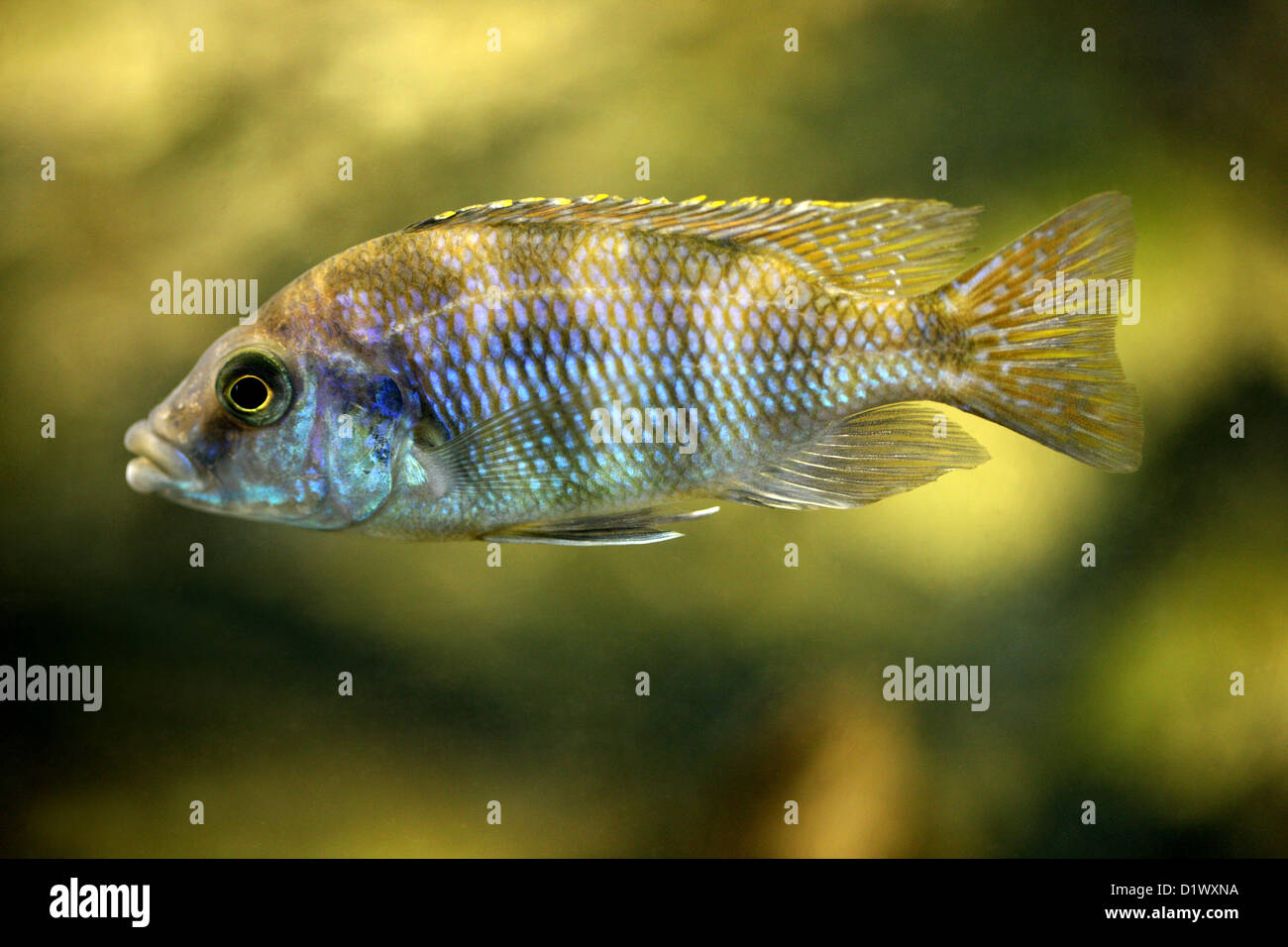 Afrikanische Buntbarsche, Mbunas Blau Gold, Mbunas Korneliae, Buntbarsche, Barsch, Chordata. Süßwasserfische aus Malawi-See. Stockfoto