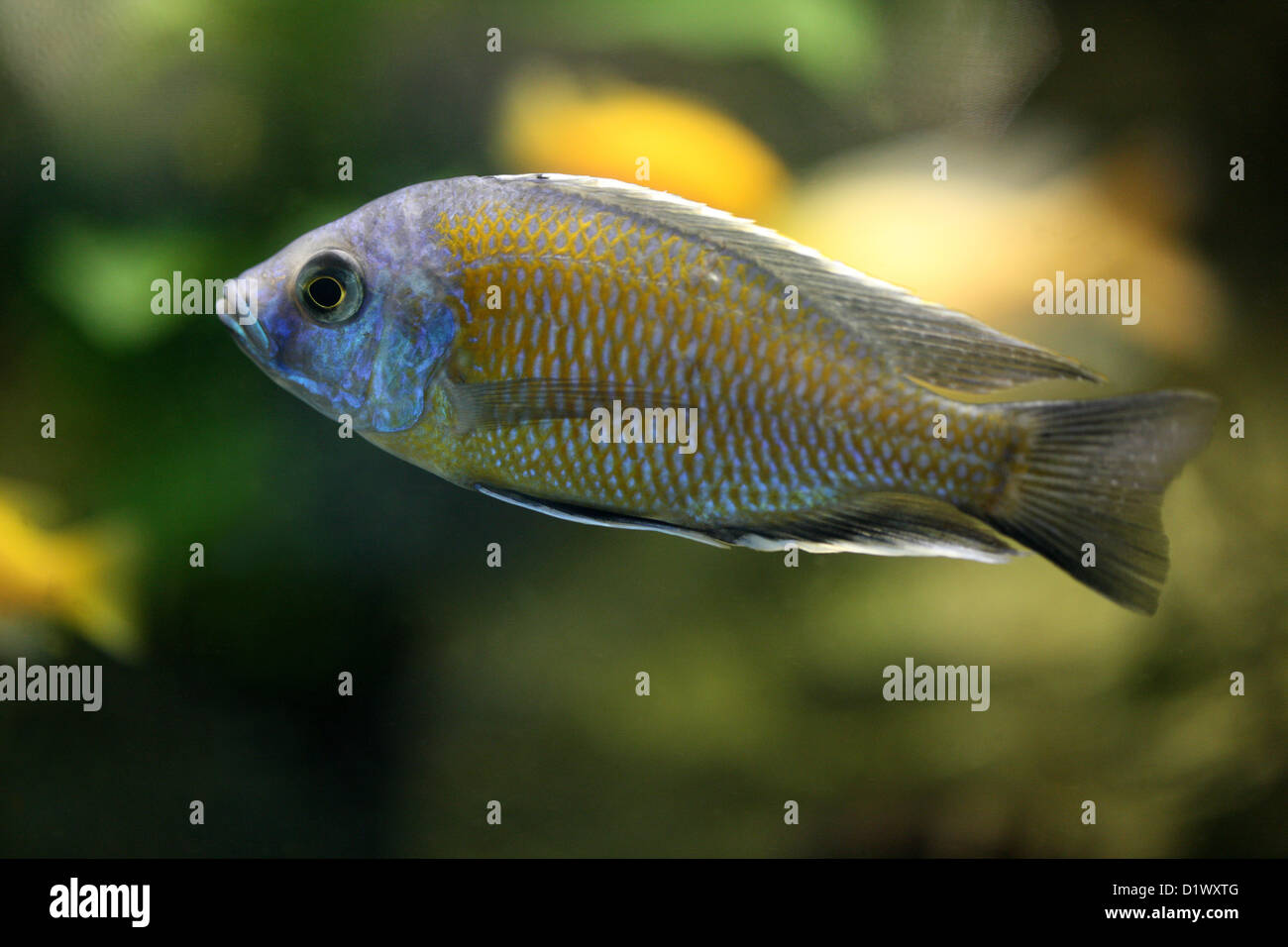 Afrikanische Buntbarsche, Mbunas Blau Gold, Mbunas Korneliae, Buntbarsche, Barsch, Chordata. Süßwasserfische aus Malawi-See. Stockfoto