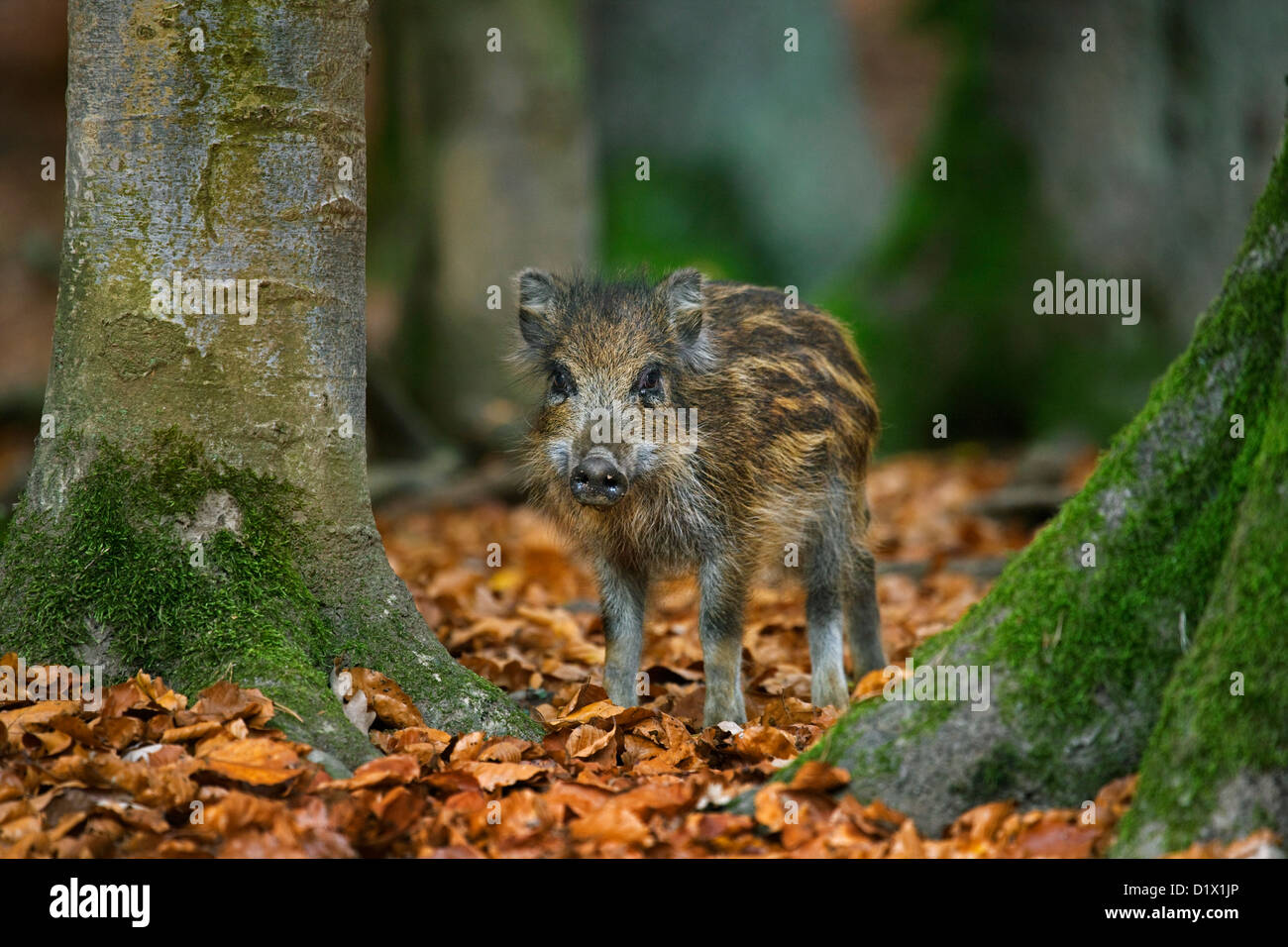 Wildschwein (Sus Scrofa) Ferkel mit gestreiften Fell im herbstlichen Wald in den belgischen Ardennen, Belgien Stockfoto