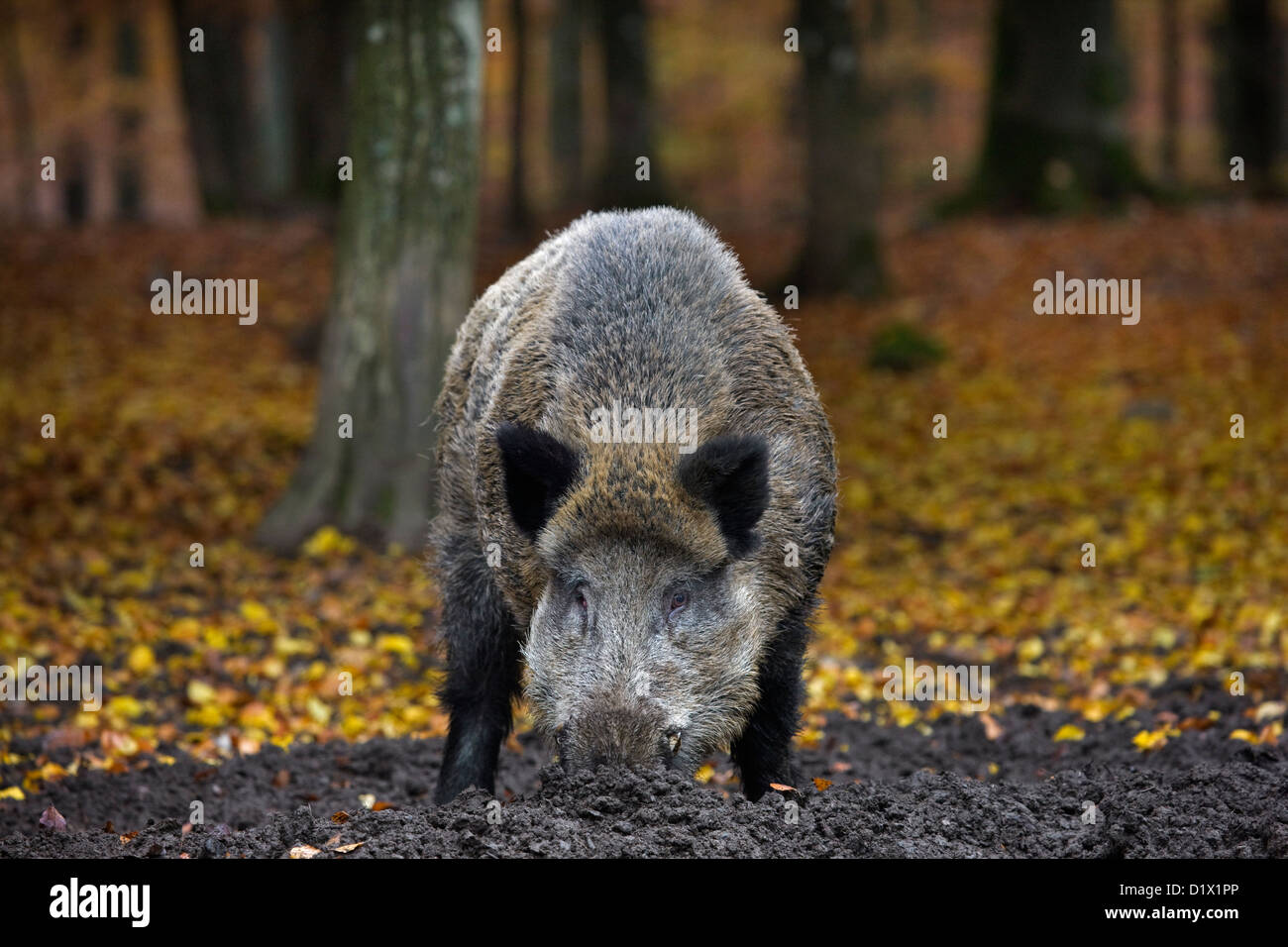 Wildschwein (Sus Scrofa) Graben Sie die Lebensmittel in den Schlamm mit der Schnauze im herbstlichen Wald in den belgischen Ardennen, Belgien Stockfoto
