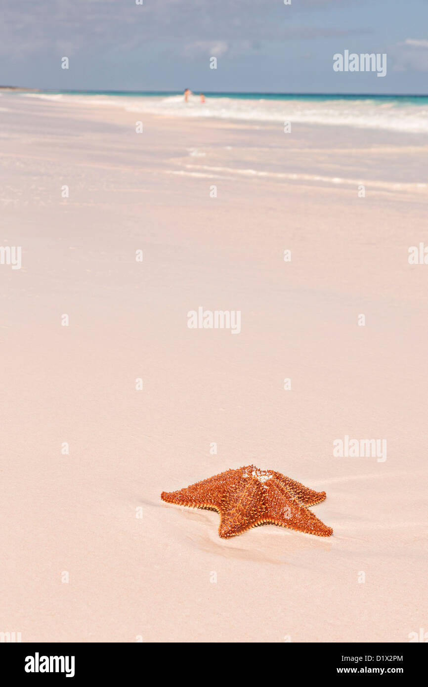 Ein rotes Kissen-Seestern entlang der pink Sand Beach in Dunmore Town, Harbour Island, Bahamas Stockfoto