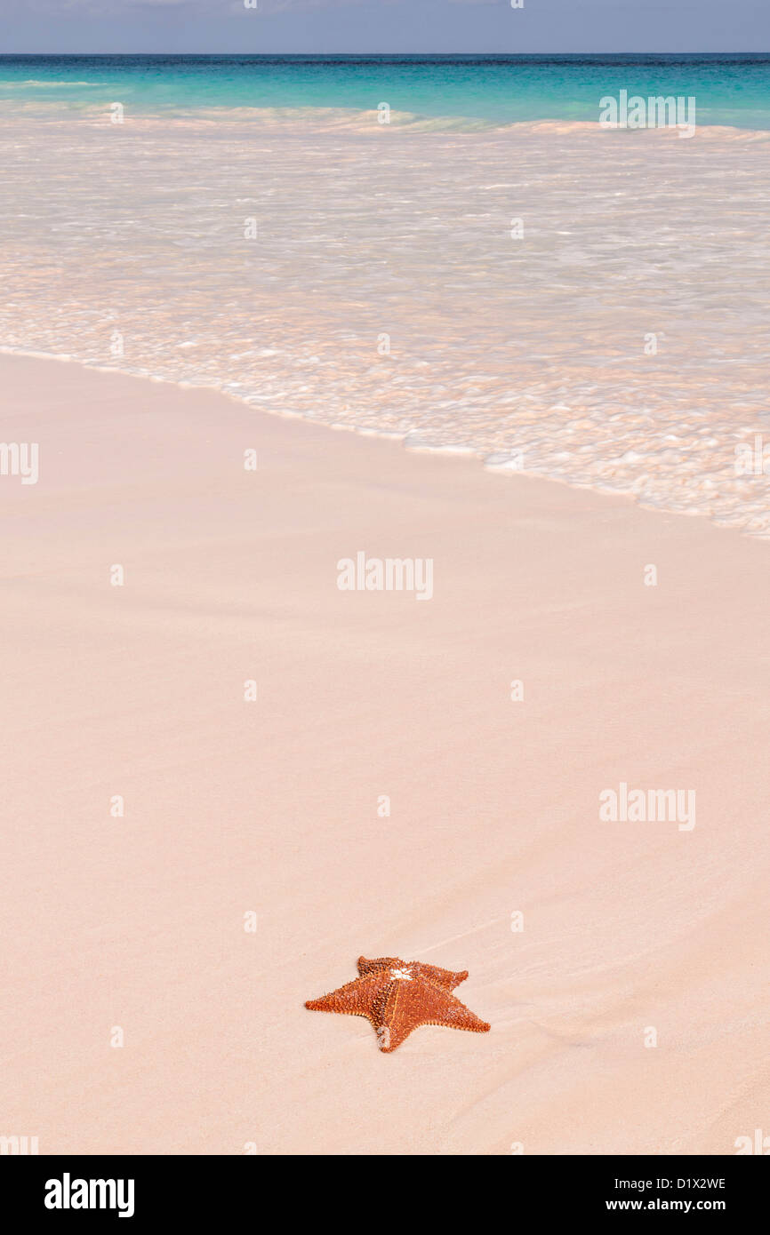 Ein rotes Kissen-Seestern entlang der pink Sand Beach in Dunmore Town, Harbour Island, Bahamas Stockfoto