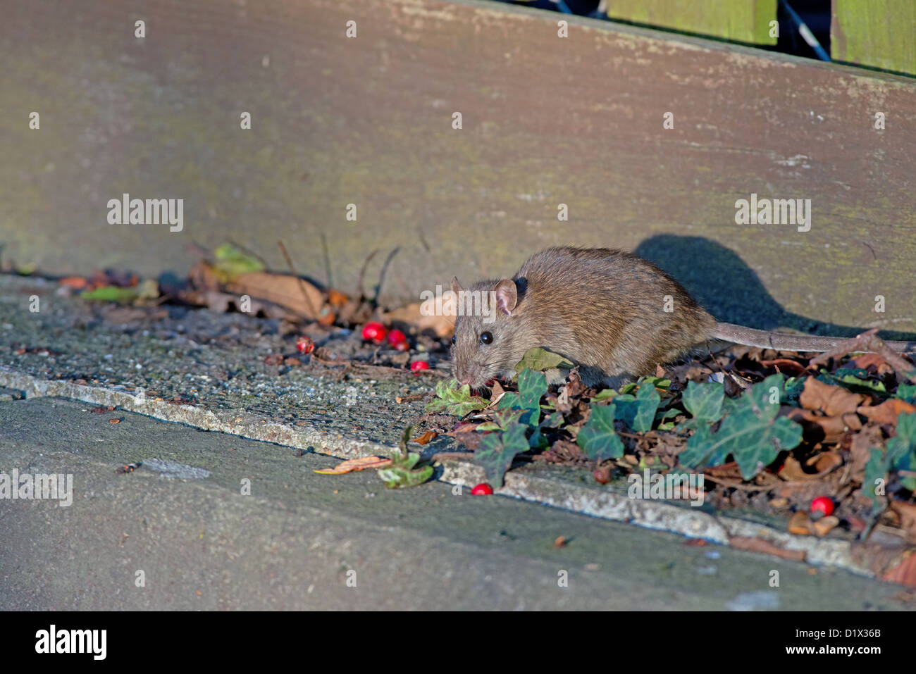 BRAUNE Ratte, Rattus Norvegicus Fütterung. UK Stockfoto