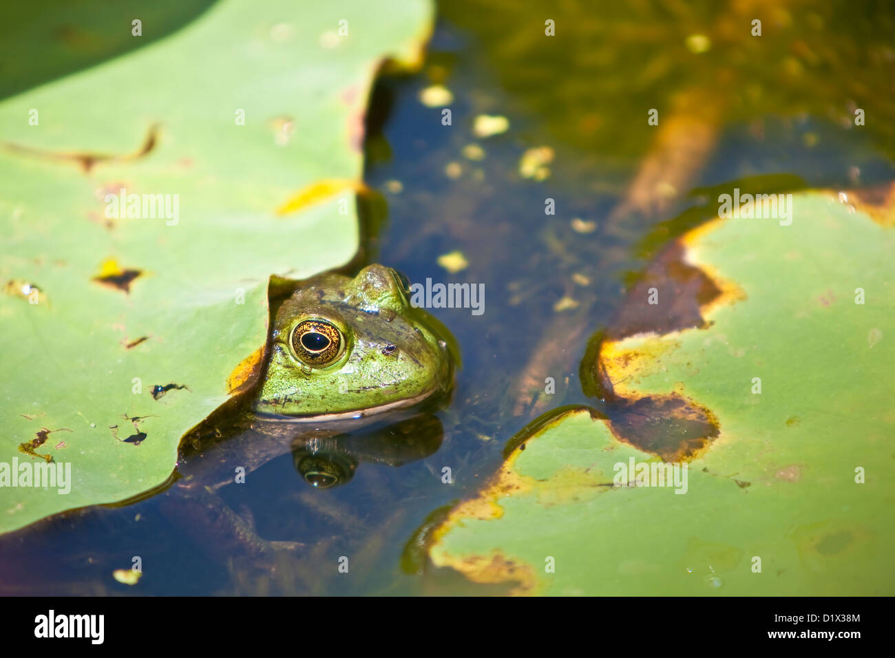 Frosch im Teich mit Seerosen Stockfoto