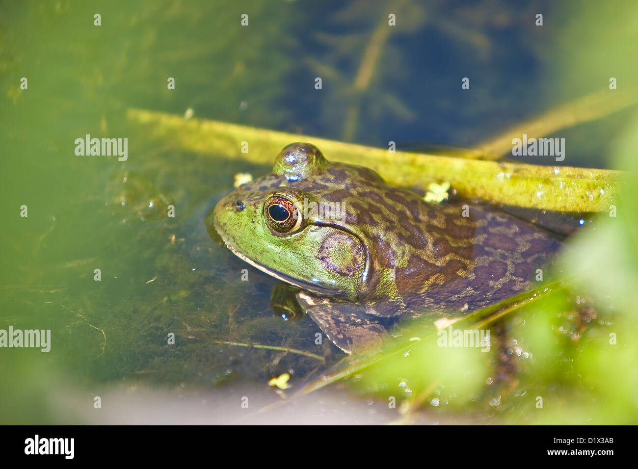 Toad lily pad Fotos und Bildmaterial in hoher Auflösung Alamy
