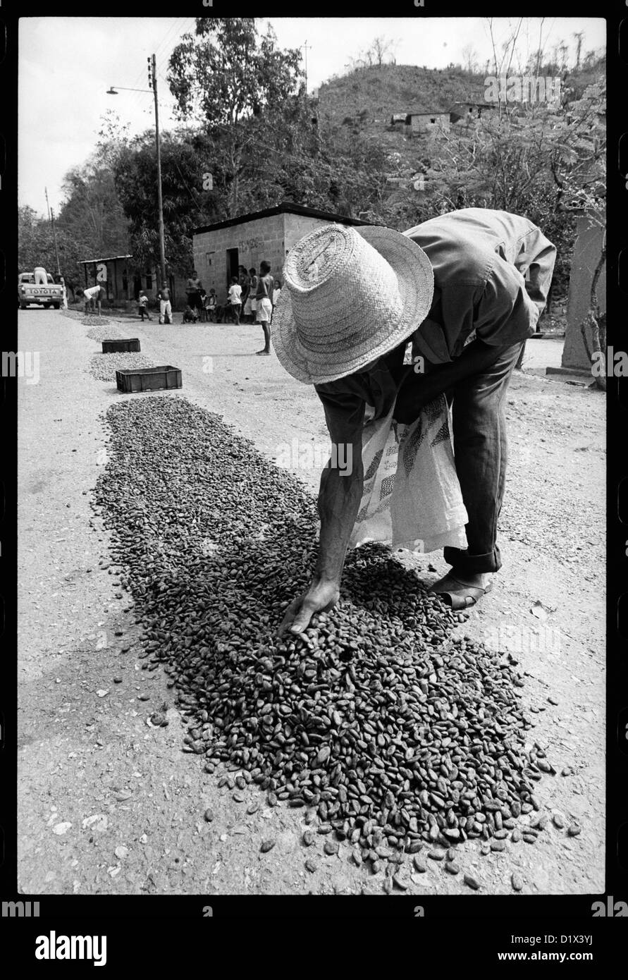 Wenn die Taschen das Dorf erreichen verteilen sich die Kakao Körner auf dem Boden zu trocknen. Stockfoto