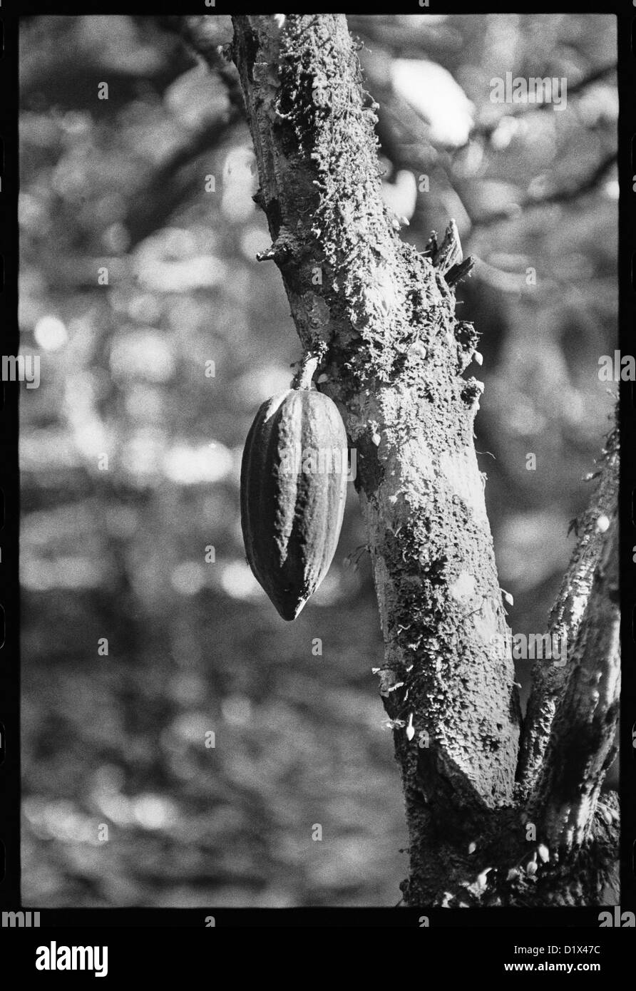 Eine Kakaofrucht am Baum. Stockfoto
