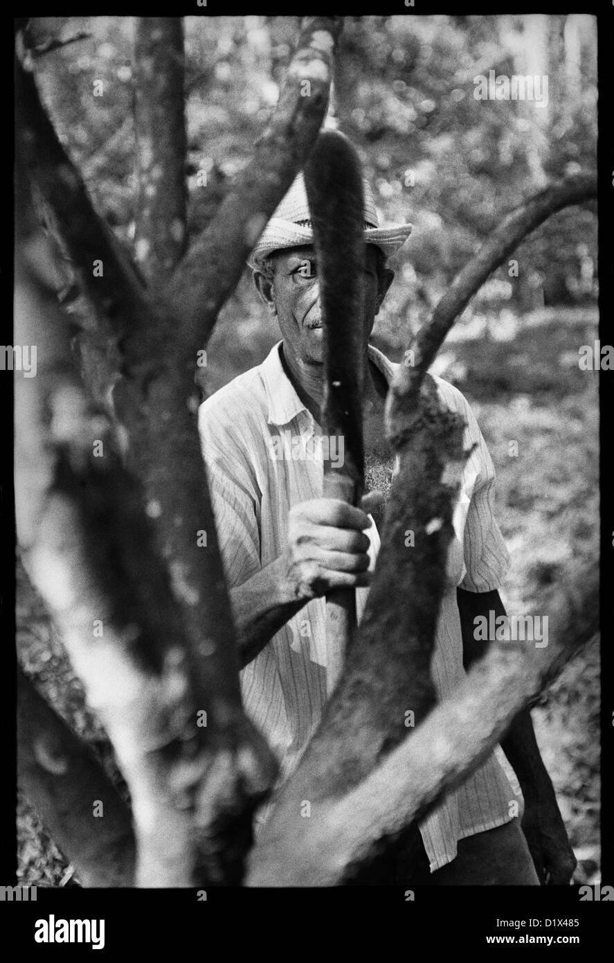 Ein Hofbesitzer Pflaumen ein Kakaobaum mit einem langen Messer Machete genannt. Stockfoto