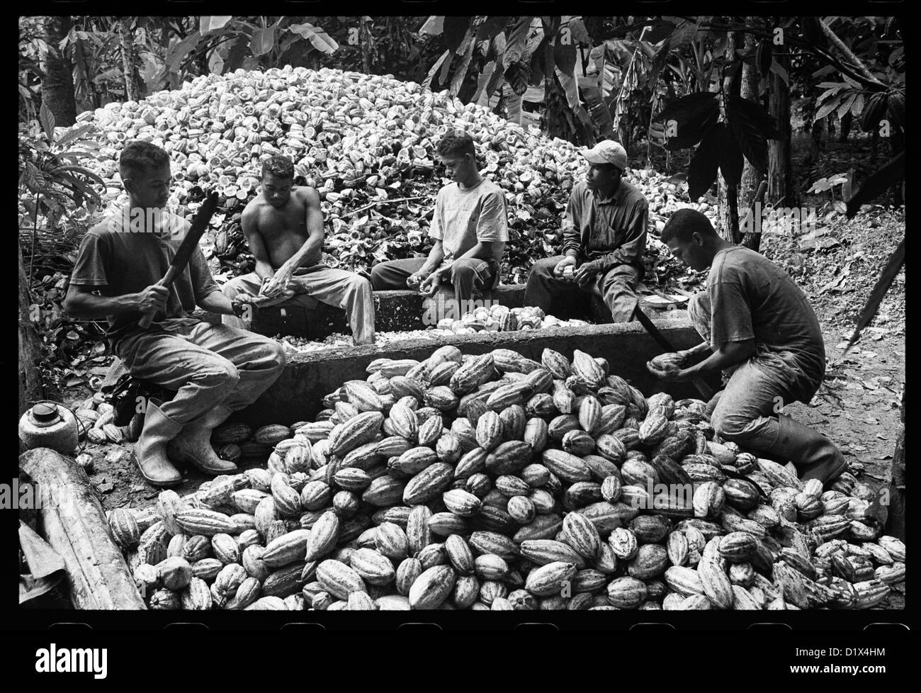 Eine Gruppe von jungen entzieht Kakao Körner die Früchte nur gesammelt. Stockfoto