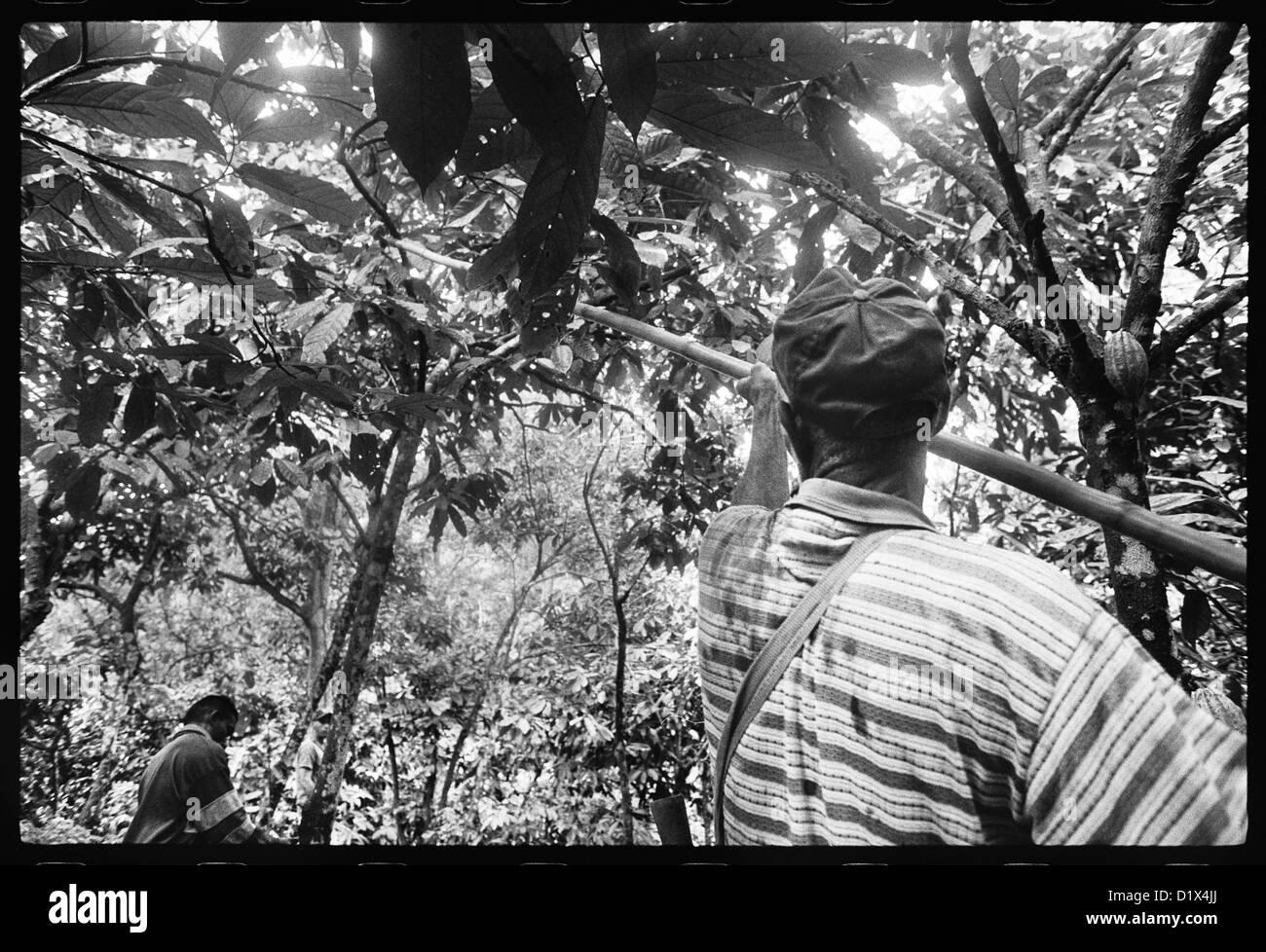 Wenn die Früchte reif werden, sind sie abgeschnitten von der Kakao-Baum mit einem Messer an der Extremität von einem langen Bambusstock gebunden. Stockfoto