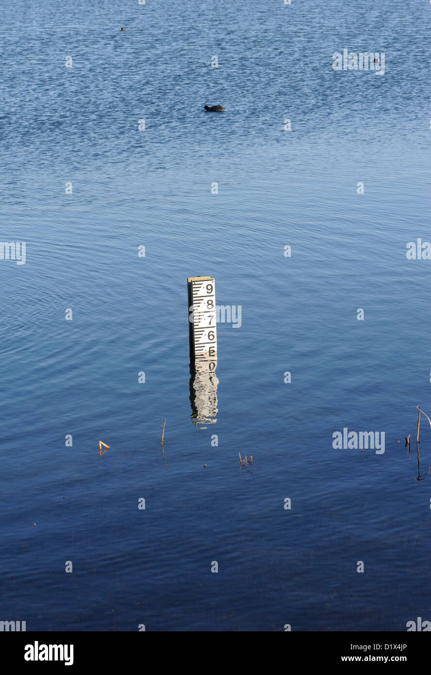 Tiefe messen die Hälfte unter Wasser in einem See bei der RSPB Reserve bei Dungeness.  Dungeness, Kent. UK Stockfoto