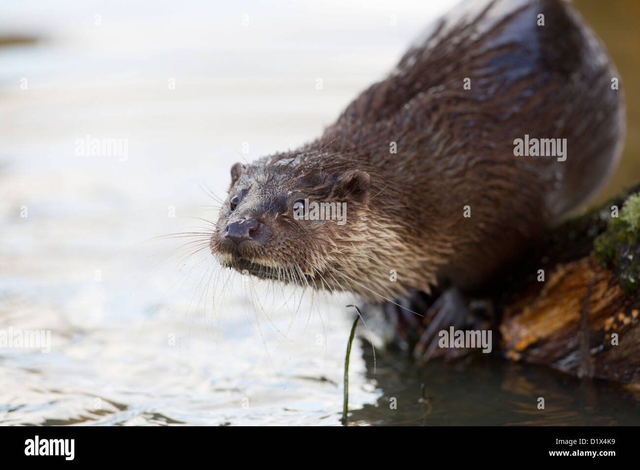 Otter; Lutra Lutra; UK Stockfoto
