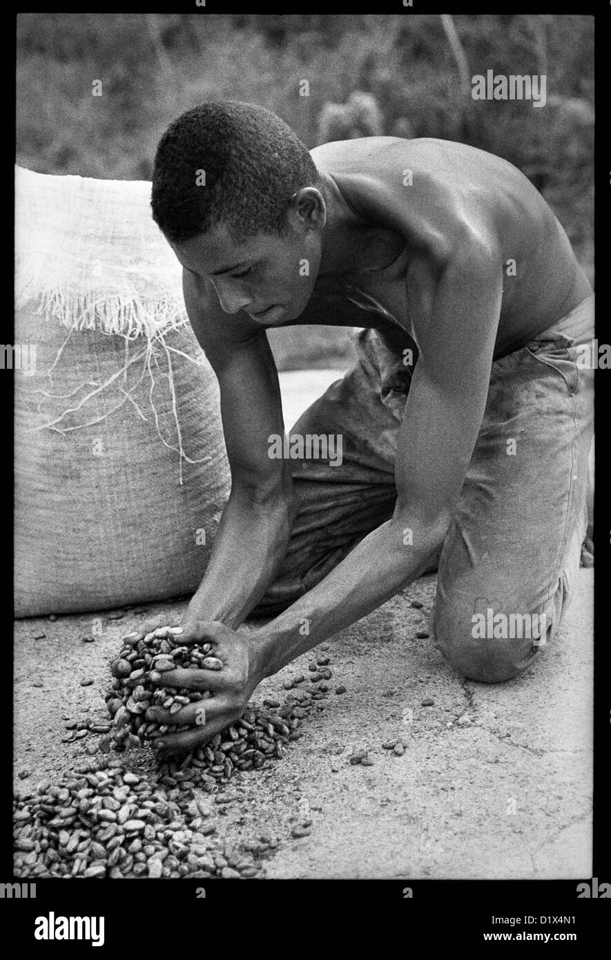 Ein Junge, Körner des Kakaos Kommissionierung ist. Stockfoto