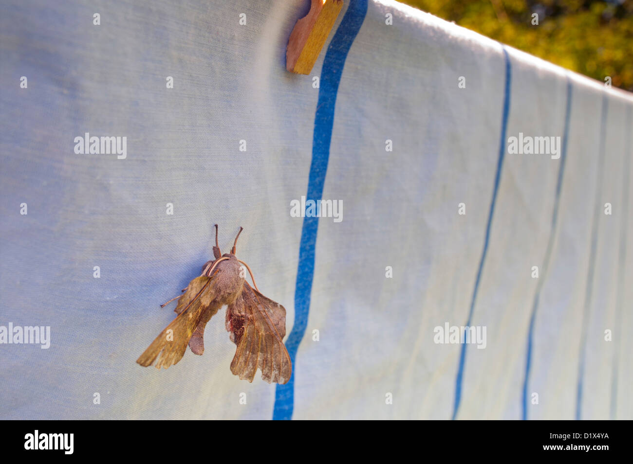 Pappel Hawkmoth; Laothoe Populi; beim Waschen; UK Stockfoto