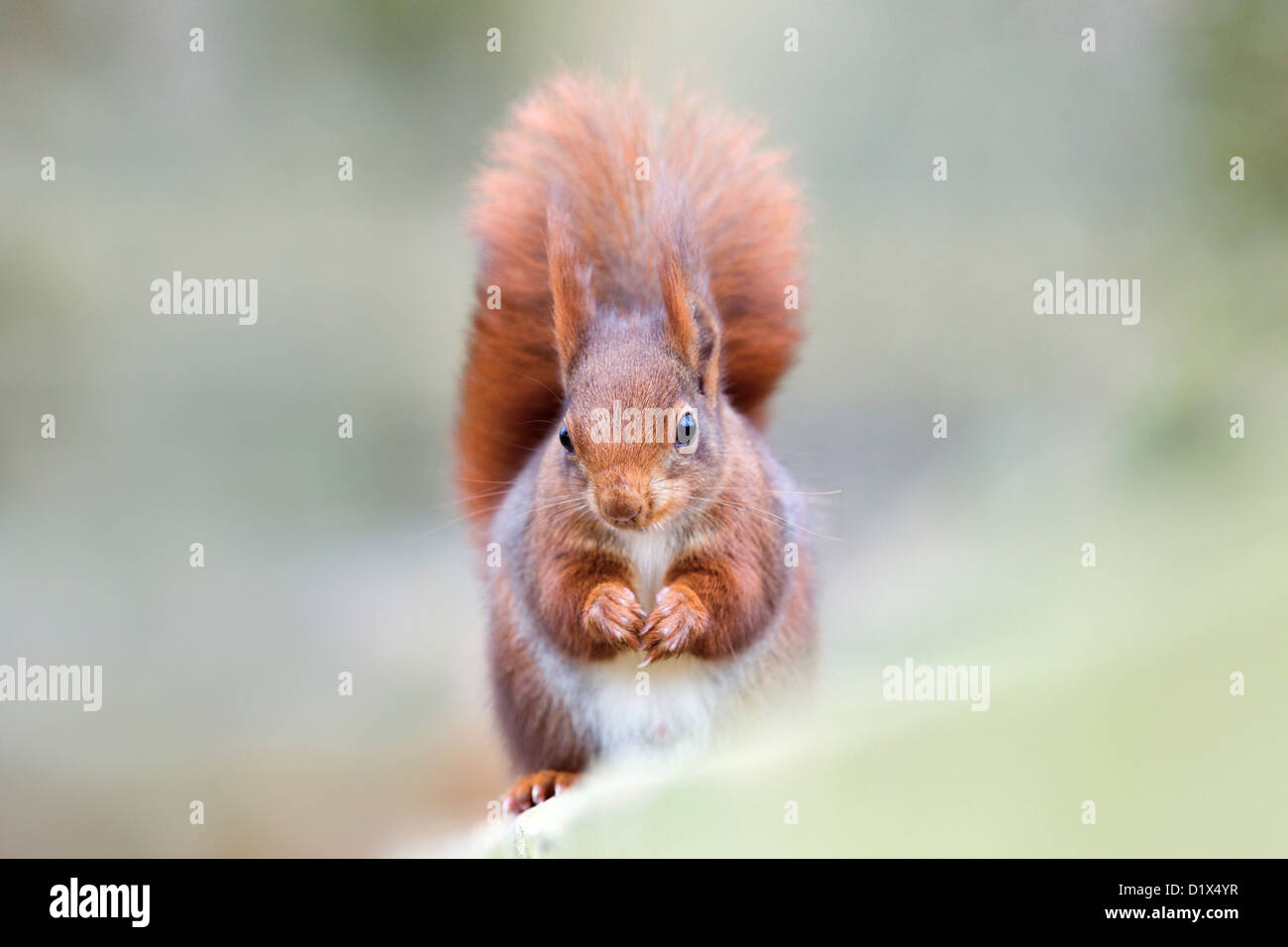 Eichhörnchen; Sciurus Vulgaris; am Zaun; UK Stockfoto