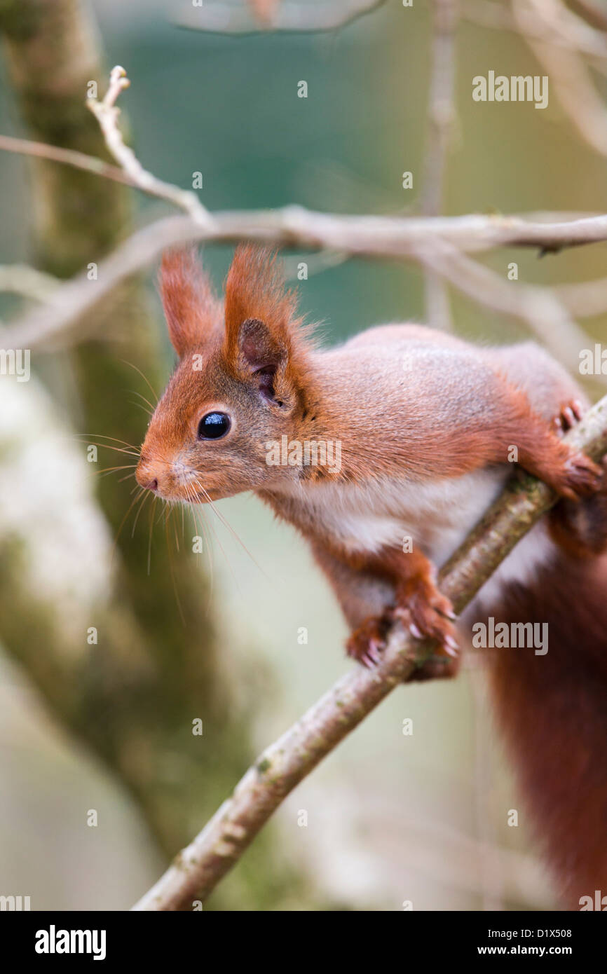 Eichhörnchen; Sciurus Vulgaris; UK Stockfoto