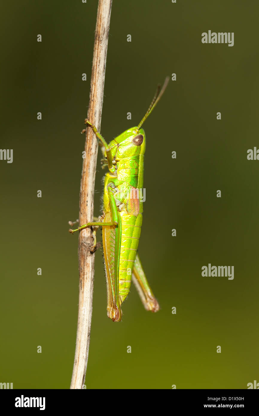 grüne Trichter (Chorthippus Parallelus) auf unscharfen Hintergrund Stockfoto