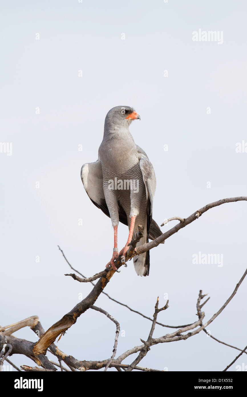 Südlichen Pale singen Goshawk in Namibia Stockfoto