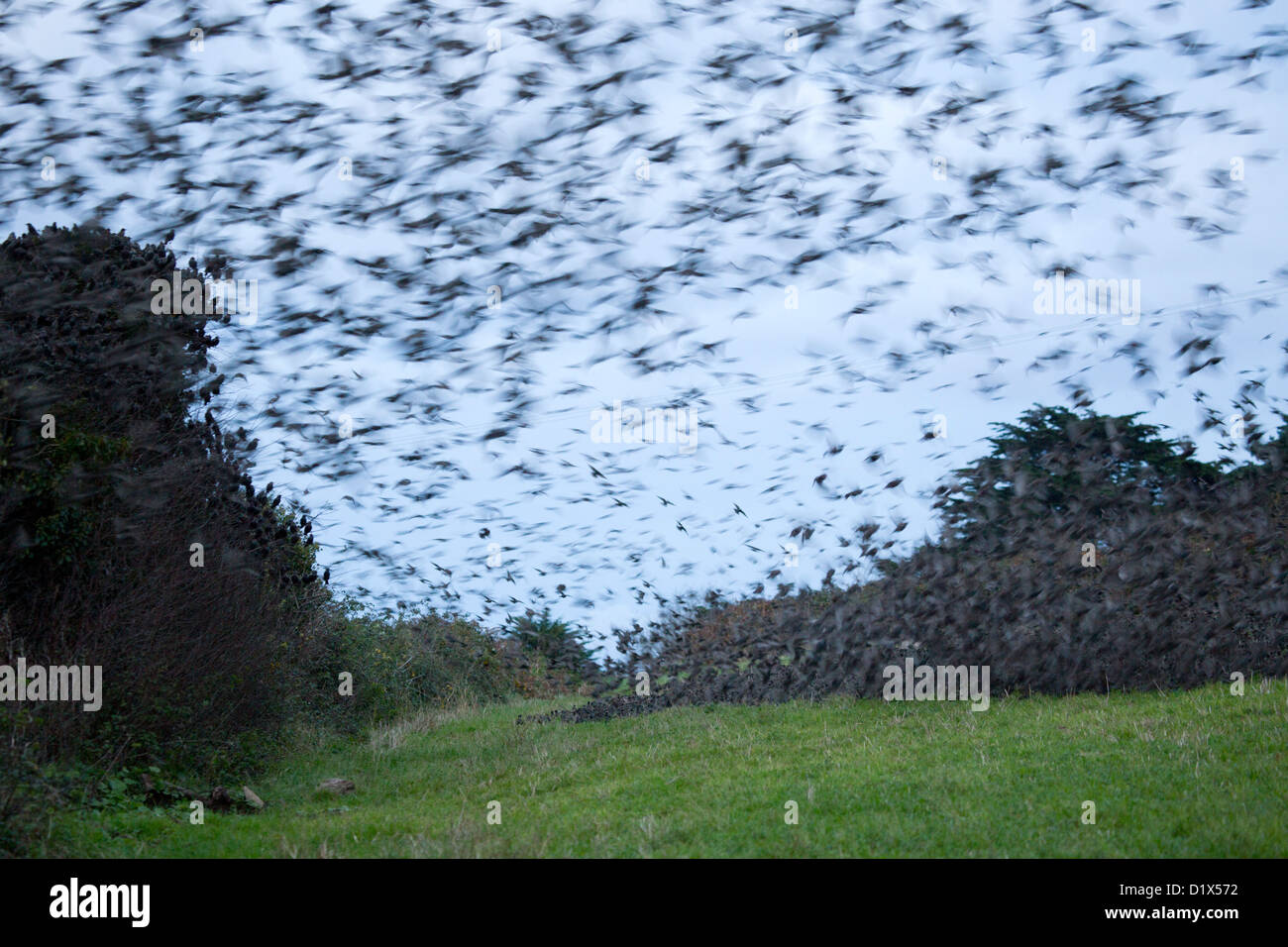 Starling Roost; Sturnus Vulgaris; Marazion; Cornwall; UK Stockfoto