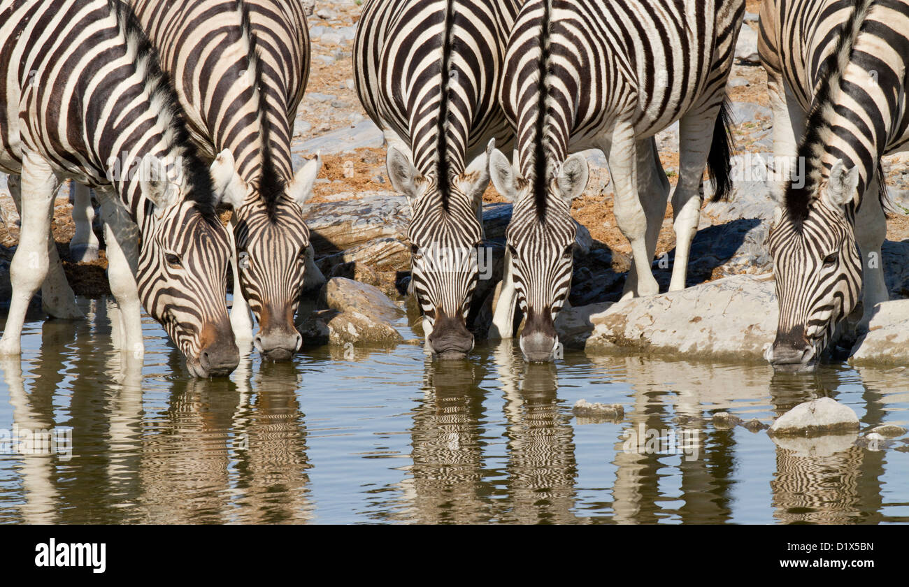 Zebra trinken am Wasserloch im Etosha Nationalpark, Namibia Stockfoto