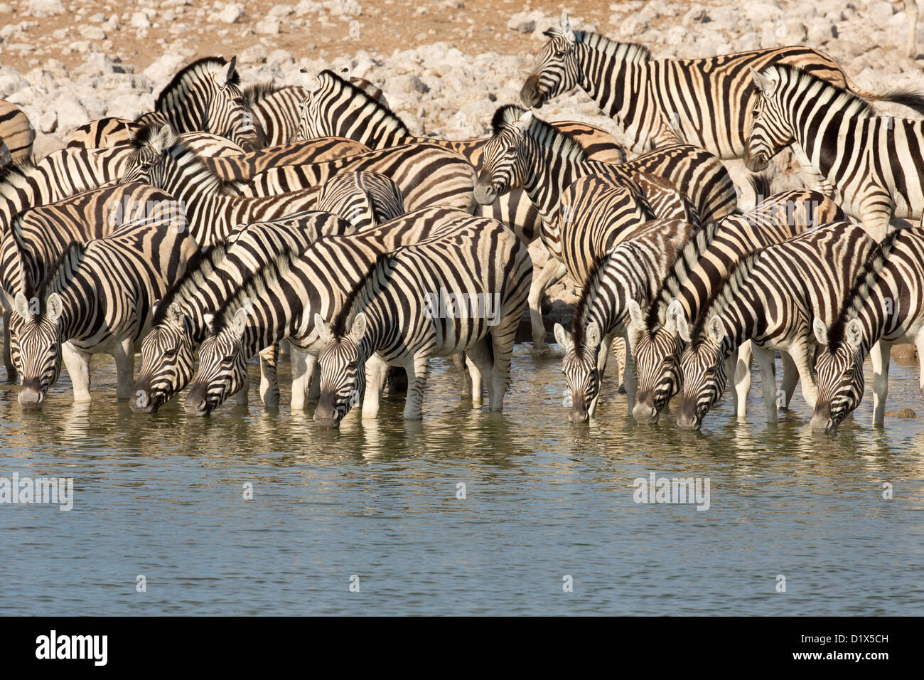 Herde Zebras trinken am Wasserloch in Namibia Stockfoto