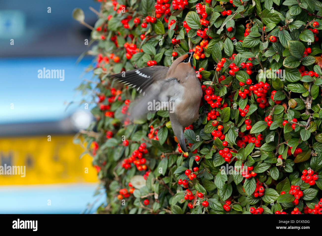 Seidenschwanz; Bombycilla Garrulus; Essen eine Zwergmispel Beere; Falmouth; Cornwall; VEREINIGTES KÖNIGREICH; Winter Stockfoto