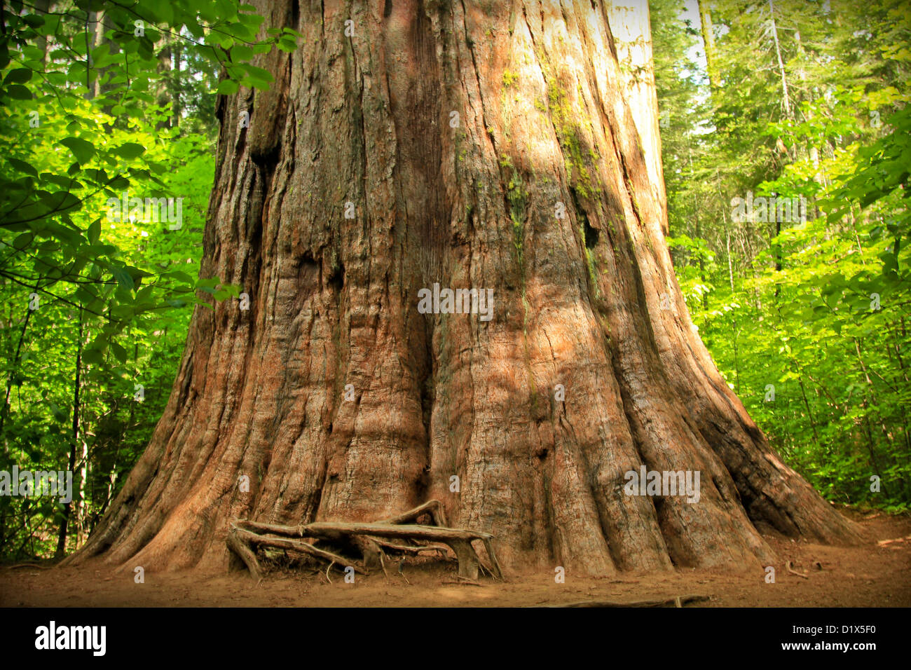 Mammutbaum, große Bäume, California Stockfoto