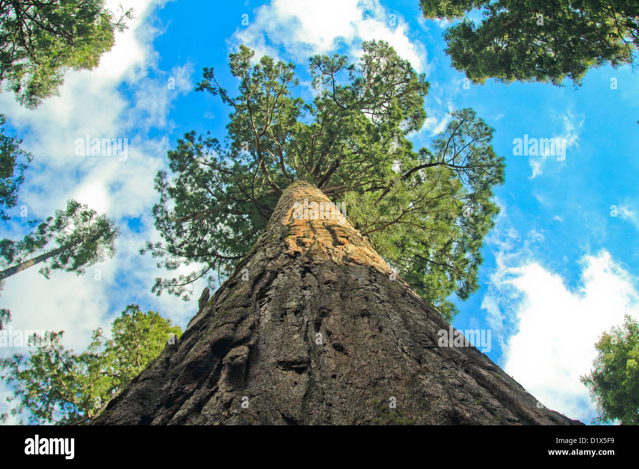Mammutbaum, große Bäume, California Stockfoto