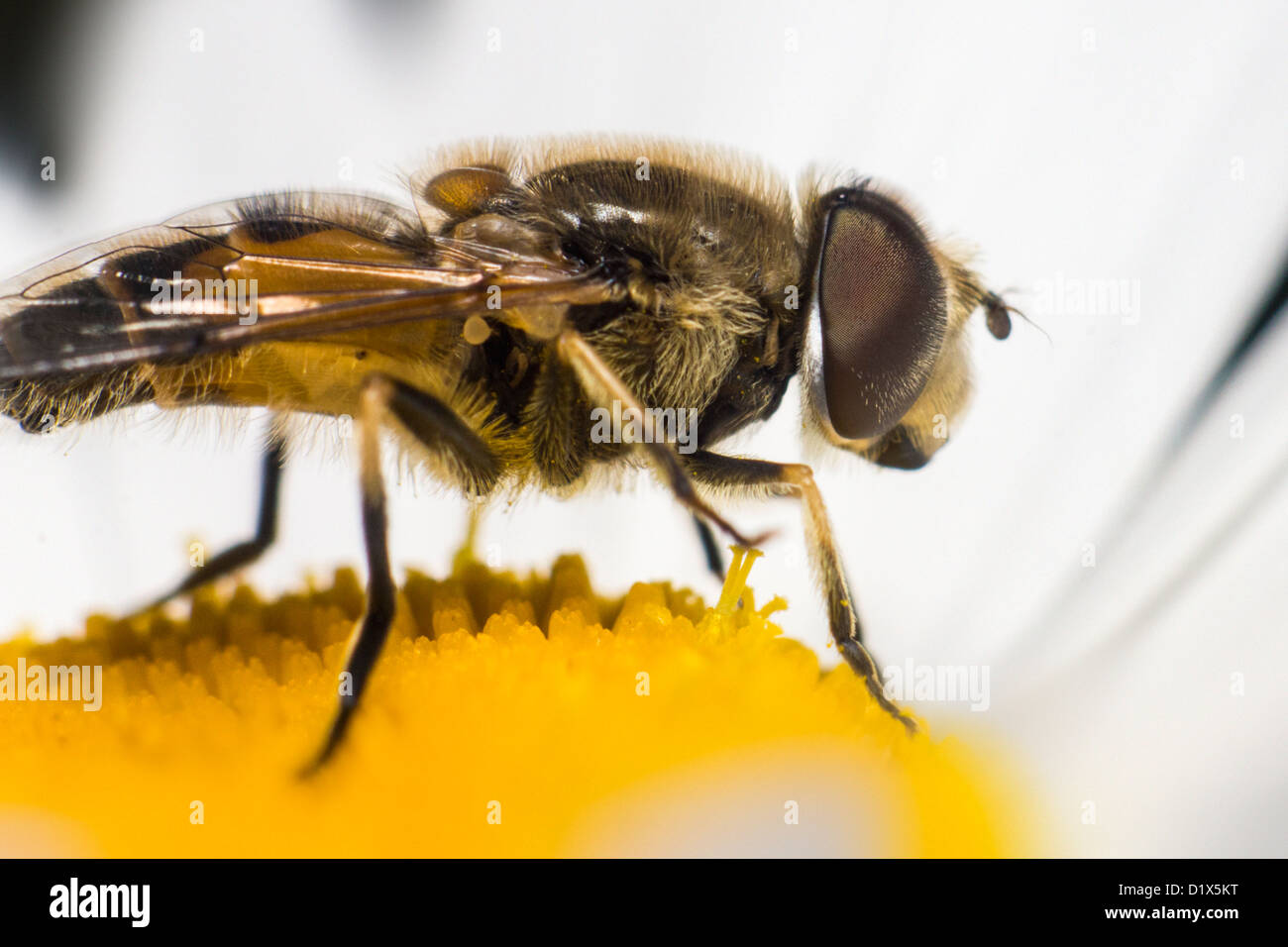 Porträt einer Fliege Stockfoto