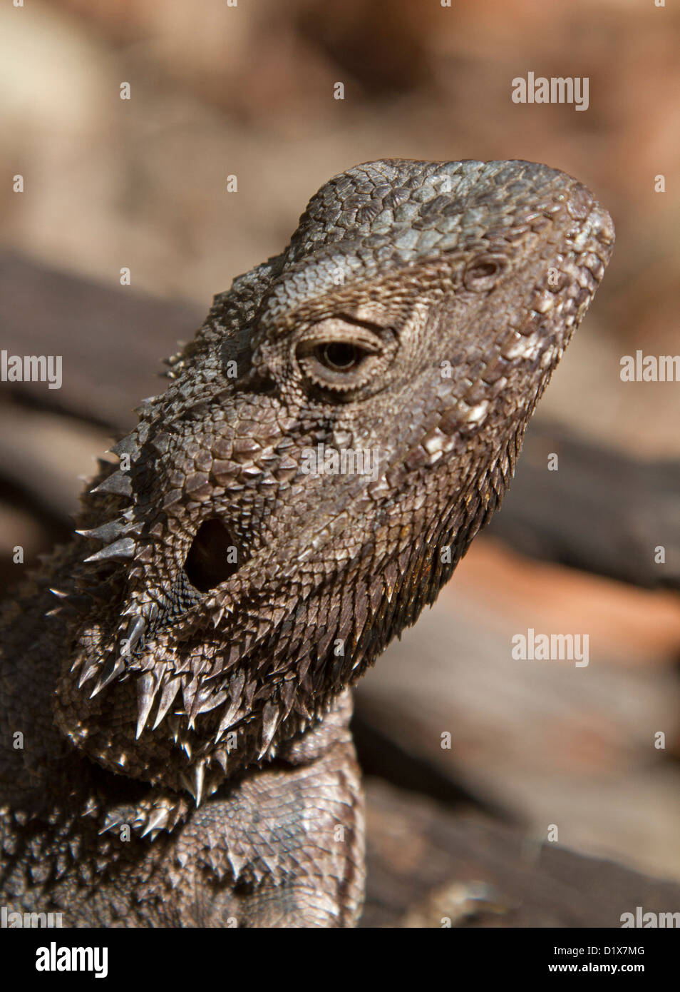 Nahaufnahme des Gesichts der australischen östlichen Bartagame Eidechse - Pogona Barbata - in freier Wildbahn Stockfoto