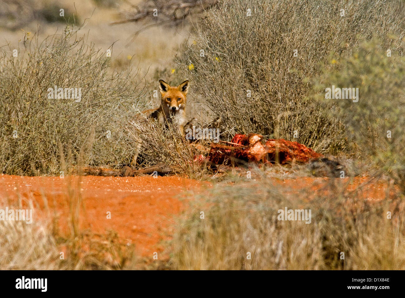 Fuchs mit Road Kill Kadaver - Toten Känguru - zwischen hohen Gräsern im australischen outback Stockfoto