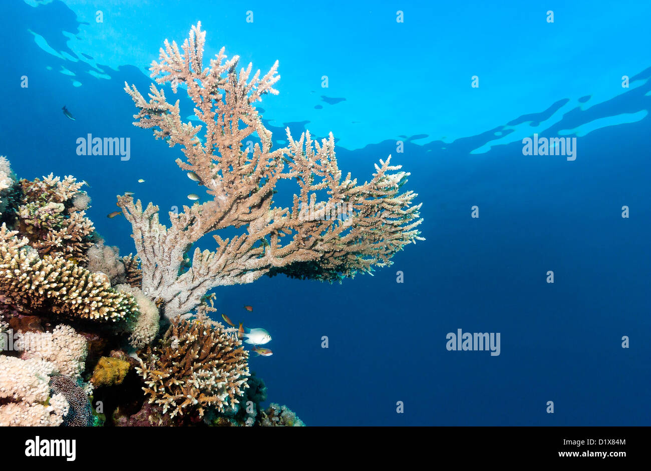 Ein Acropora Hirschhorn Korallen wachsen in der Nähe der Oberfläche an einem Korallenriff Stockfoto