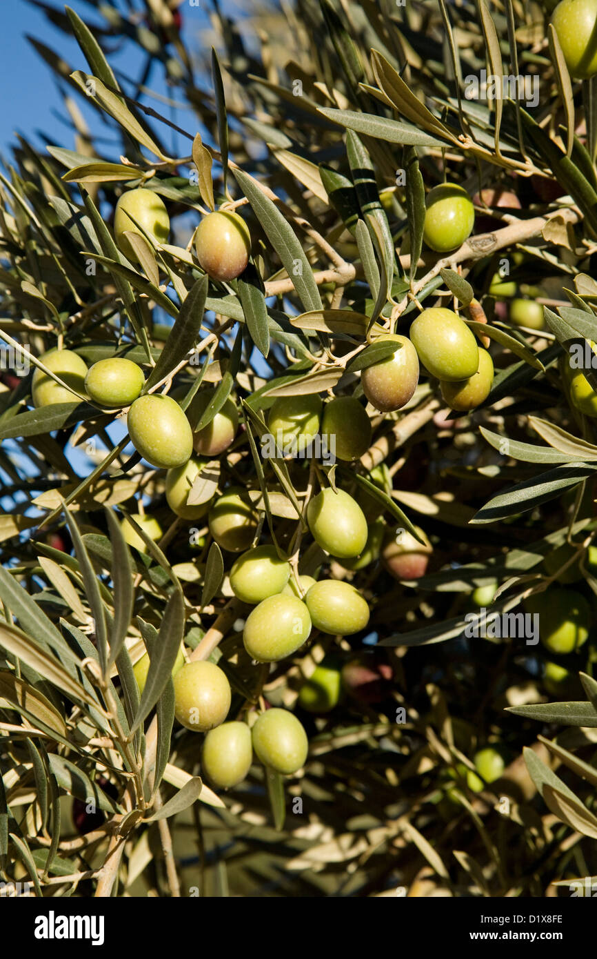 Olivenbaum Oliven Andalusien Spanien Aceitunas Olivo Andaluca Espaa  Stockfotografie - Alamy