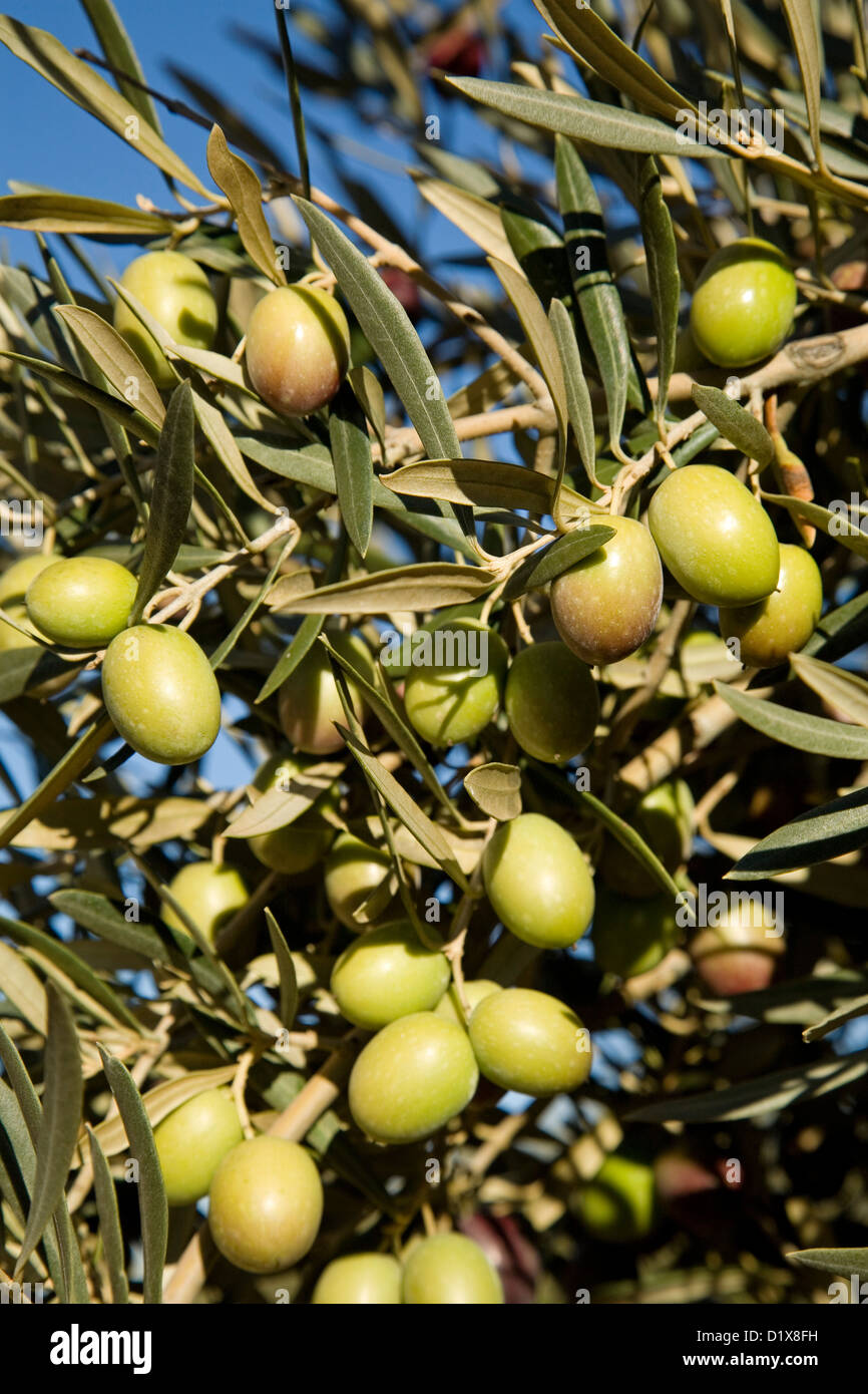 Olivenbaum Oliven Andalusien Spanien Aceitunas Olivo Andalucía España Stockfoto