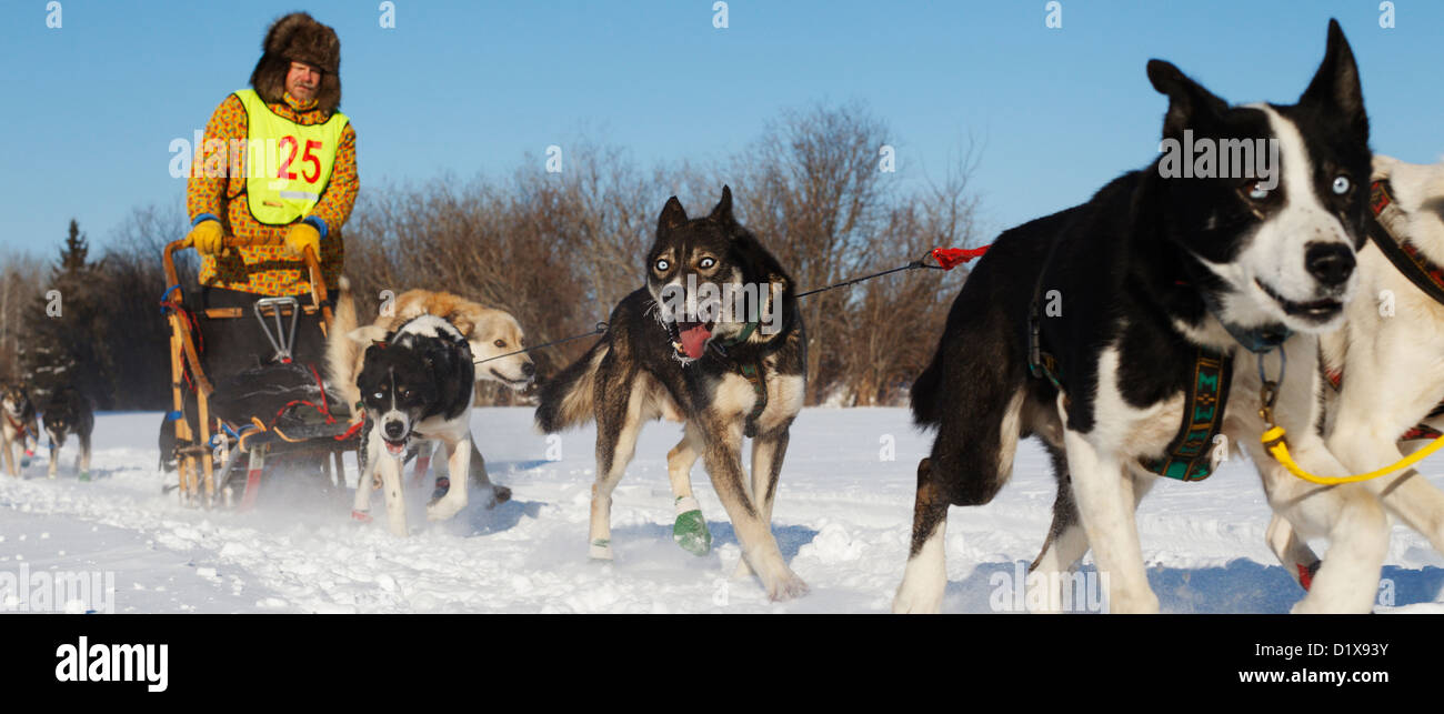 Ein Teilnehmer des White Oak Sled Dog Classic Race verlässt das Startgebiet in Deer River, Minnesota. Stockfoto
