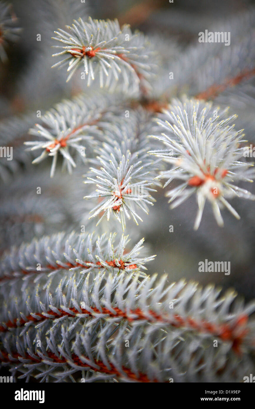 Christmas Tree Farm Stockfoto