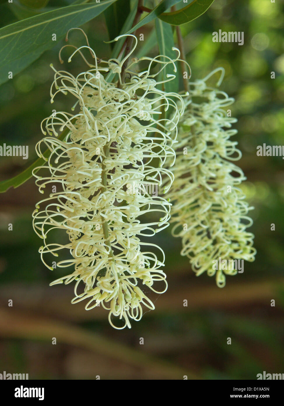 Creme farbige Blumen Buckinghamia Celsissima - Elfenbein Curl Blume - einen australischen Einheimischen Baum Stockfoto