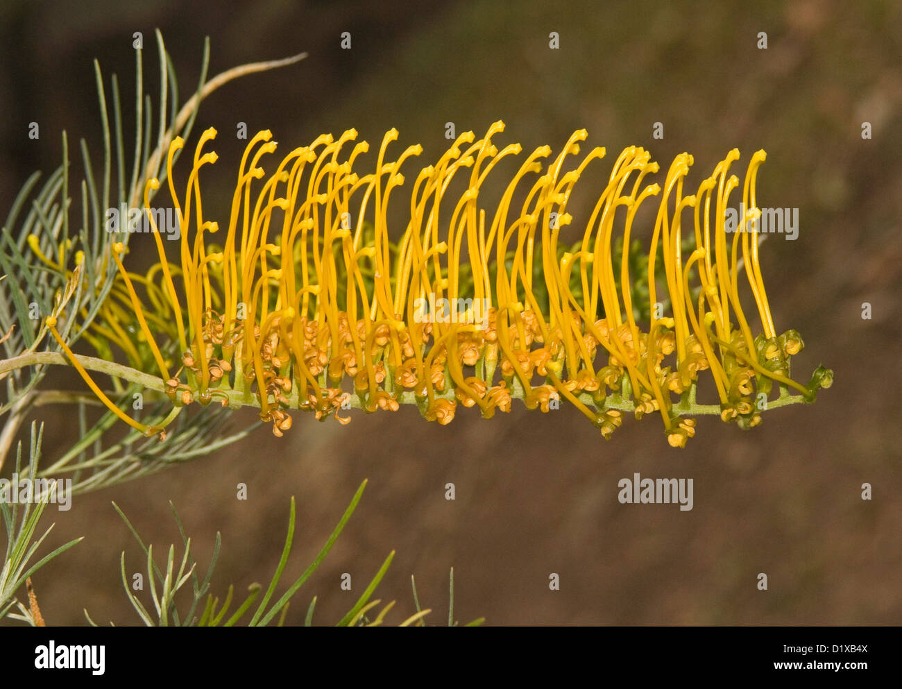 Goldene gelbe Blume Grevillea Sorte "Goldene Lyra" - eine australische einheimische Pflanze, die eine beliebte Garten Strauch ist Stockfoto