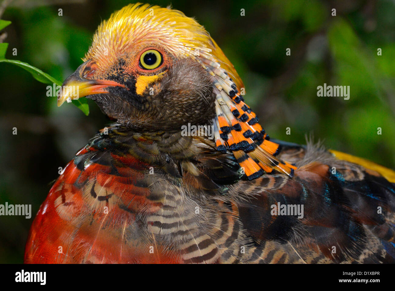 Schuss von Kopf und Hals des Goldfasan enthüllen rote Brust und goldenen Kamm hautnah. Stockfoto