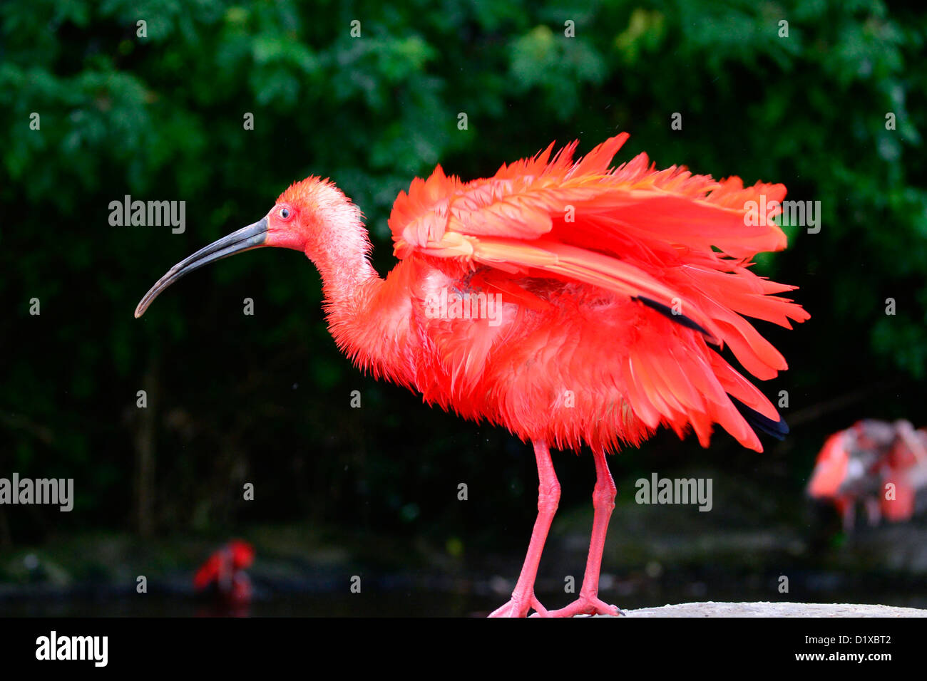 Scarlet Ibis schütteln Federn und Flügel nach Bad Stockfoto