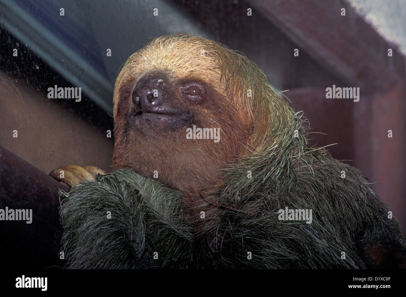Brown-throated drei-toed Sloth Bradypus Variegatus La Selva OTS Station Costa Rica April Erwachsenen Bradypodidae Stockfoto