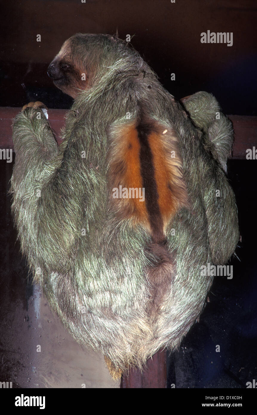 Brown-throated drei-toed Sloth Bradypus Variegatus La Selva OTS Station Costa Rica April erwachsenen männlichen Stockfoto
