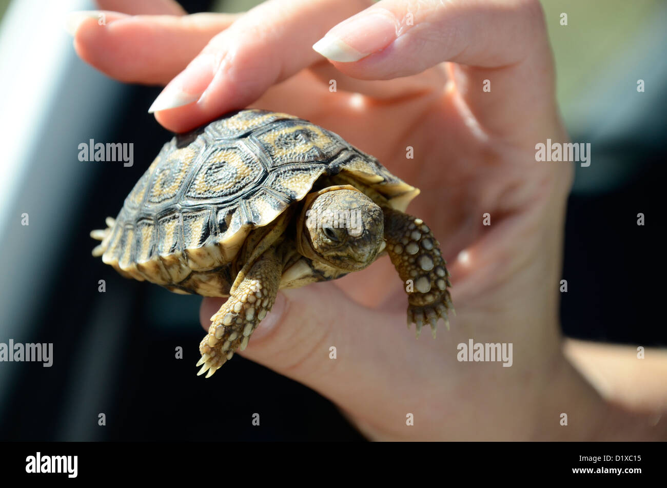 Baby-Schildkröte in Frauenhand, Südafrika statt. Gefunden Sie in der Straße, wo viele von Fahrzeugen getötet werden. Stockfoto