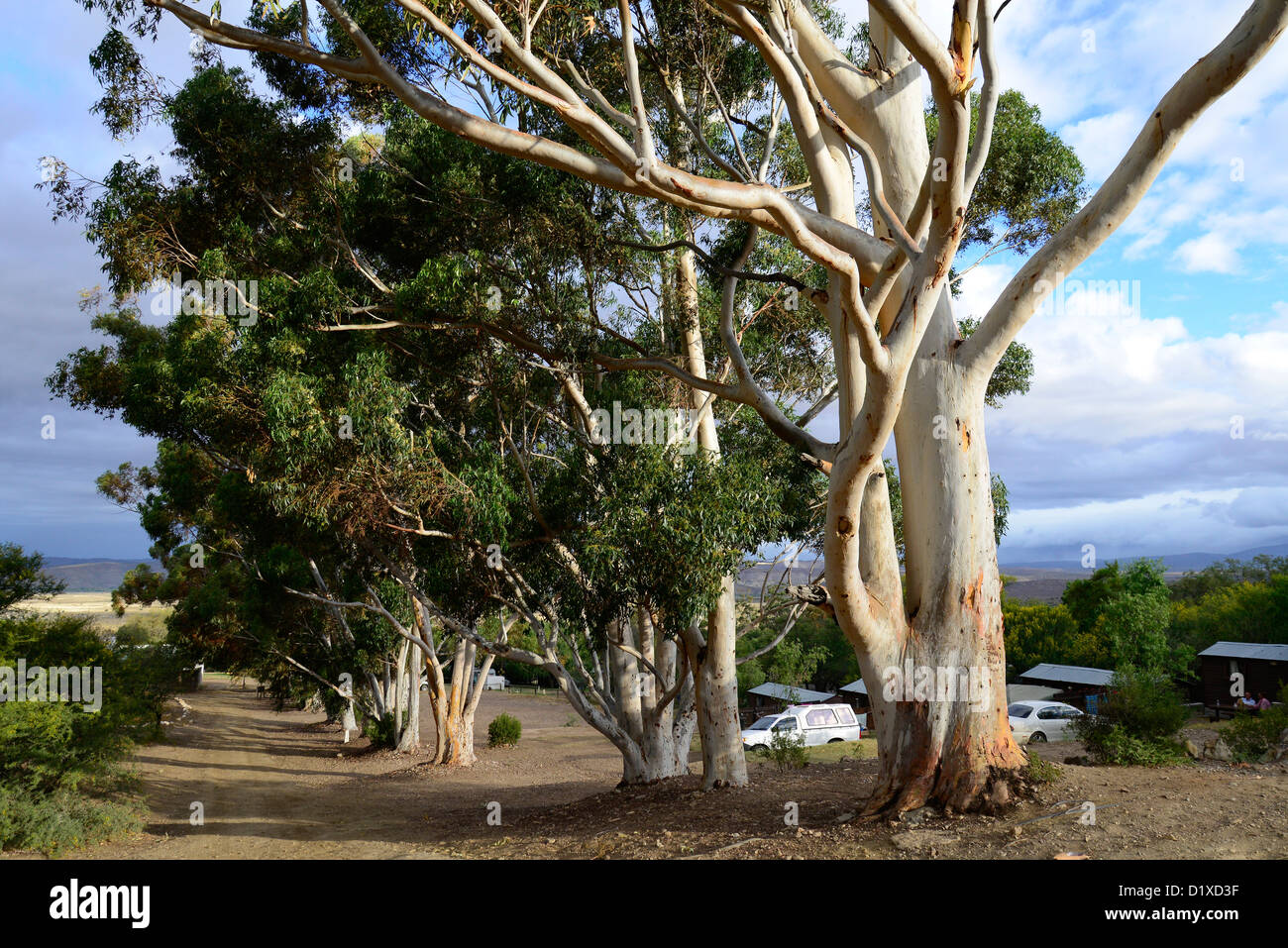 Eukalyptus-Bäume und stürmischen Himmel im Warmwaterberg Spa in der Nähe von Barrydale Karoo, Südafrika Stockfoto