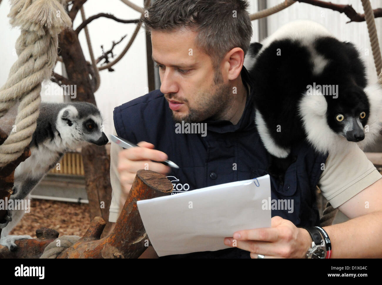 Ein Katta (L) und ein schwarz-weiß-Ruffed Lemur beobachten Biologe Volker Gruen, die Lager im Zoo in Duisburg, Deutschland, 7. Januar 2013 stattfindet. Foto: HORST OSSINGER Stockfoto