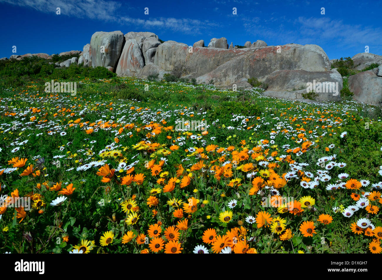 OOrange und weiße Gänseblümchen, Postberg Nature Reserve, Kapstadt Südafrika Stockfoto