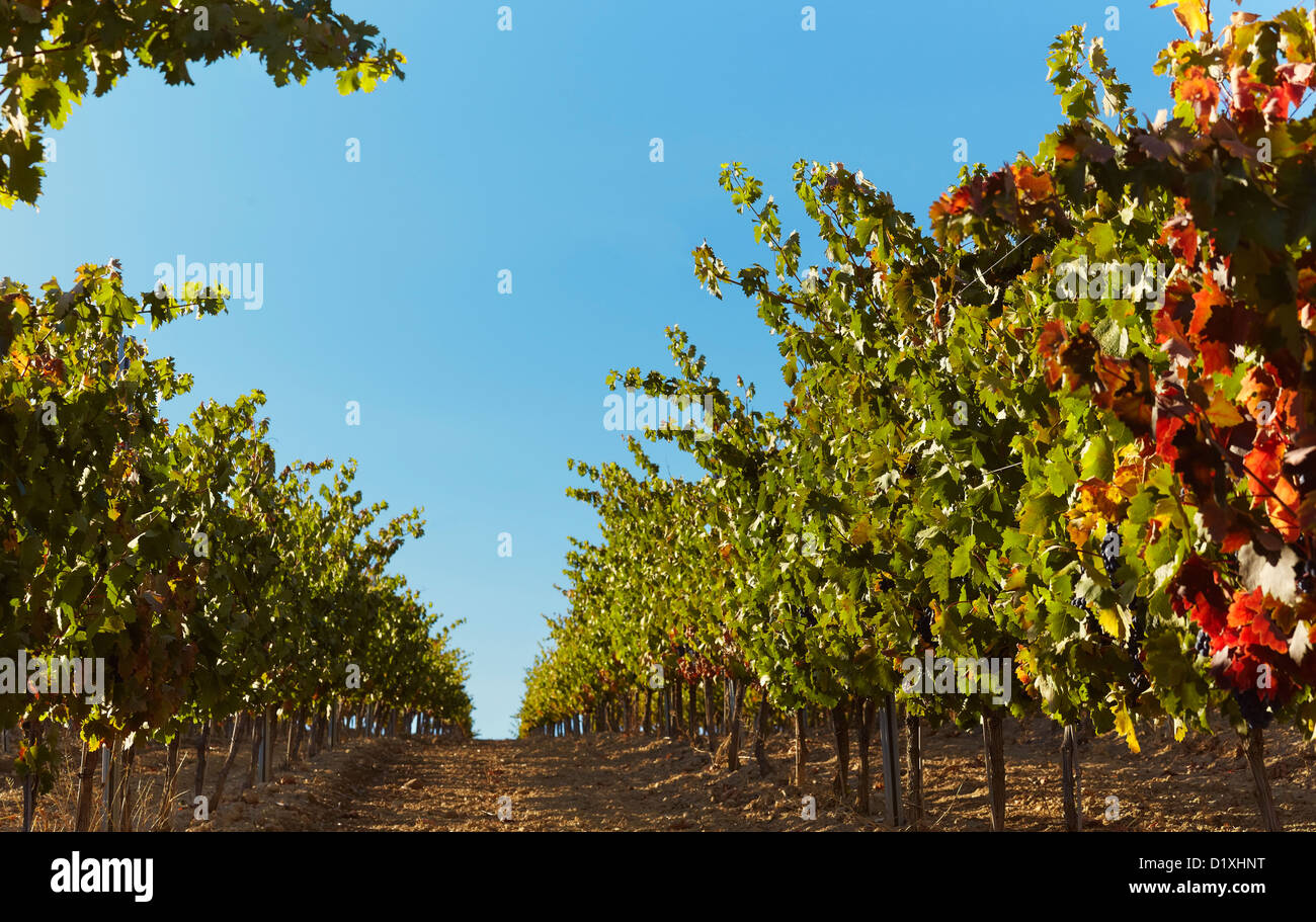 Reihen von Reben im Weinberg. Lanciego. Rioja Alavesa Wein Route. Alava. Baskisches Land. Spanien Stockfoto