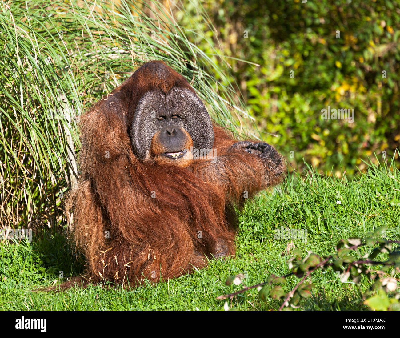 Vom Aussterben bedrohte Sumatra-Orang-Utan, Pongo Abelii, Durrell Wildlife Park, Jersey, Großbritannien Stockfoto