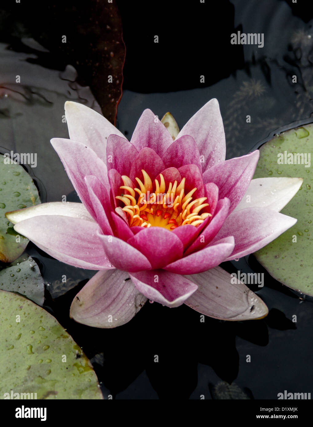 Rosa Lotusblume / Wasser-Lilly Stockfoto